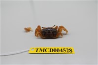 藏品(萬歲大眼蟹)的圖片